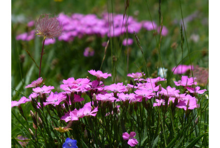 Rock carnation
