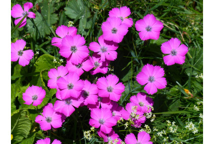 Rock carnation