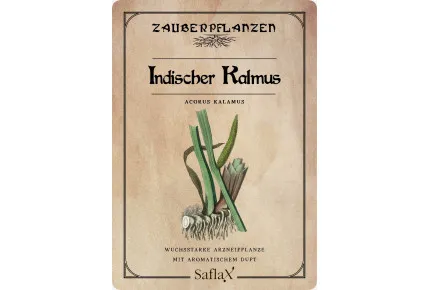 Indischer Kalmus