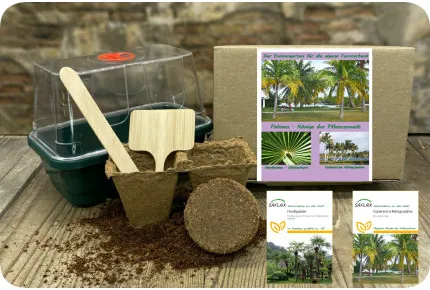 Anzuchtset - Palmen - Könige der Pflanzenwelt