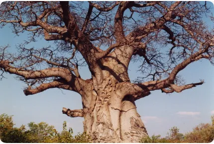 Afrikanischer Affenbrotbaum
