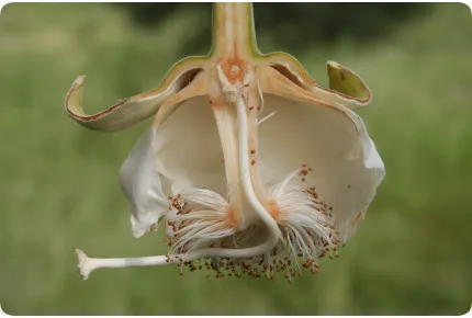 Afrikanischer Affenbrotbaum