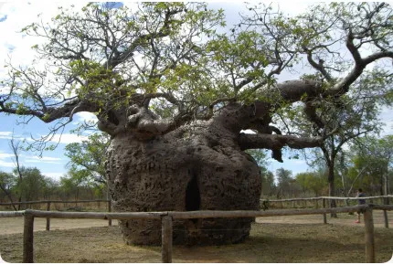 Afrikanischer Affenbrotbaum