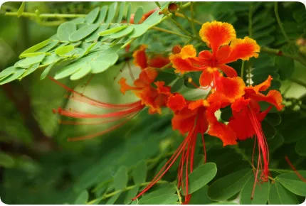 Pfauenstrauch / Stolz von Barbados