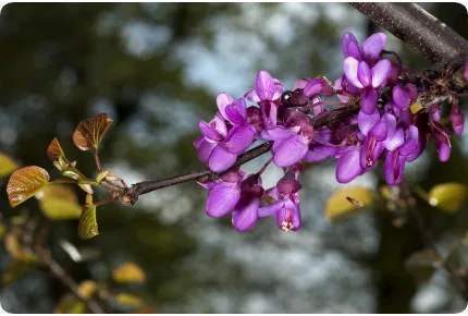 Liebesbaum / Herzbaum