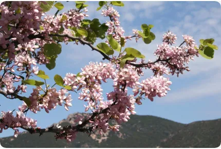 Liebesbaum / Herzbaum