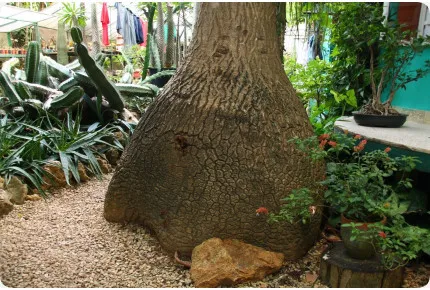 Elefantenfuß / Flaschenbaum