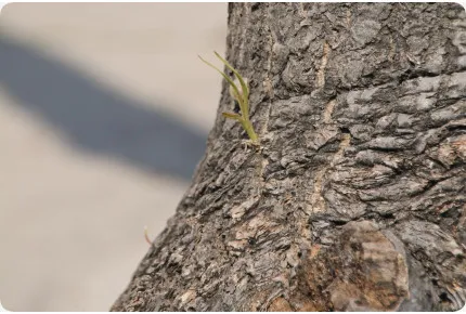 Elefantenfuß / Flaschenbaum