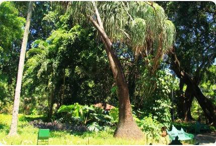 Elefantenfuß / Flaschenbaum