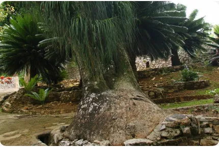 Elefantenfuß / Flaschenbaum