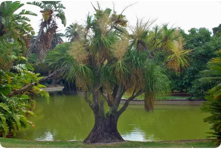 Elefantenfuß / Flaschenbaum