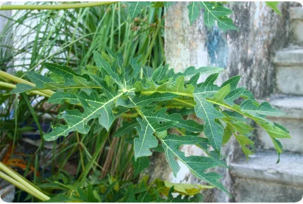 Tropischer Melonenbaum / Papaya