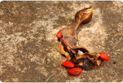 Karibischer Korallenstrauch