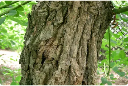 Karibischer Korallenstrauch