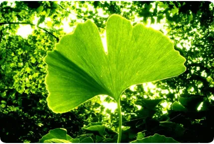 Anzuchtset - Urweltpflanzen - Futter der Dinosaurier