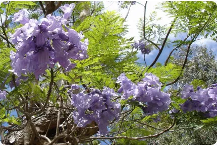 Jacaranda