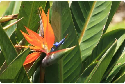 Paradiesvogelblume - reginae