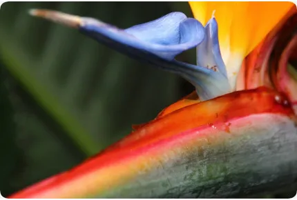 Paradiesvogelblume - reginae