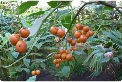 Tropischer Tomatenbaum / Tamarillo