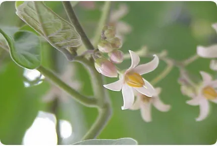 Tropischer Tomatenbaum / Tamarillo
