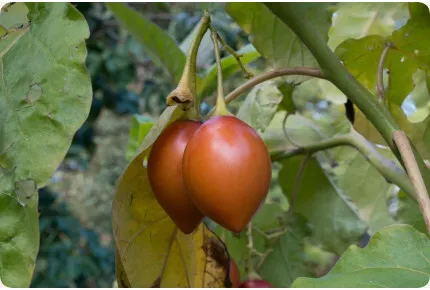 Tropischer Tomatenbaum / Tamarillo