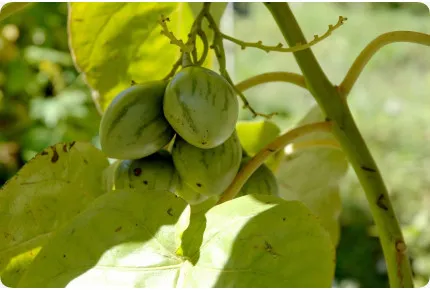 Tropischer Tomatenbaum / Tamarillo