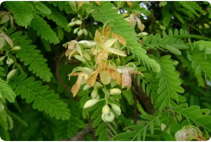 Tamarinde / Indischer Dattelbaum