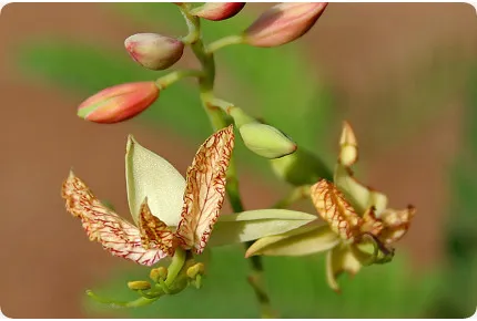 Tamarinde / Indischer Dattelbaum