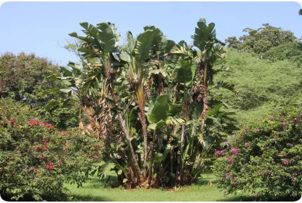 Paradiesvogelblume - nicolai