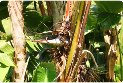 Paradiesvogelblume - nicolai