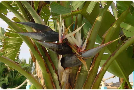 Paradiesvogelblume - nicolai