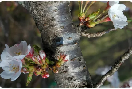 Japanische Blütenkirsche