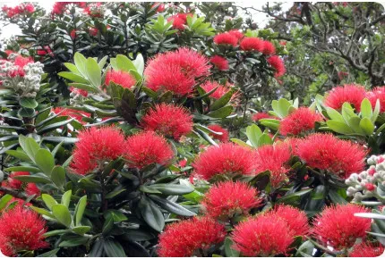 Neuseeländischer Weihnachtsbaum