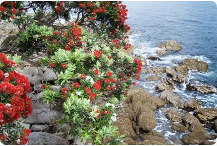 Neuseeländischer Weihnachtsbaum