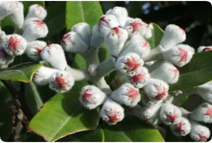 Neuseeländischer Weihnachtsbaum