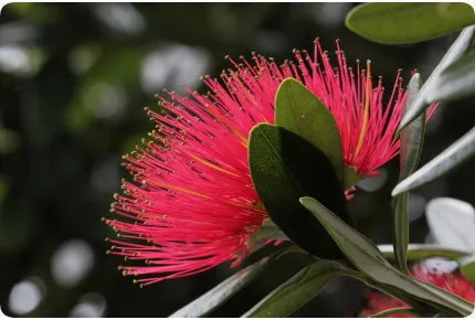 Neuseeländischer Weihnachtsbaum