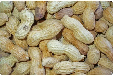 Erdnuss