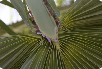 Washingtonia Fächerpalme