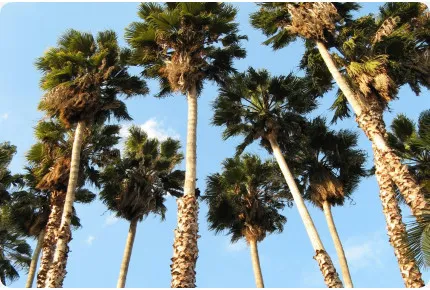Washingtonia Fächerpalme