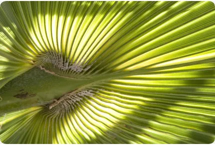 Washingtonia Fächerpalme