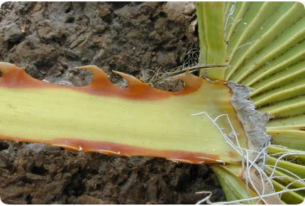 Washingtonia Fächerpalme