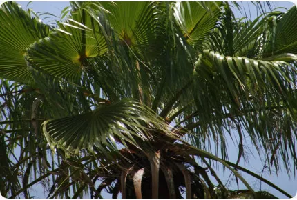 Washingtonia Fächerpalme