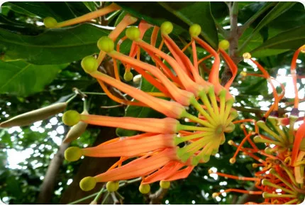 Anzuchtset - Faszination Tropischer Regenwald