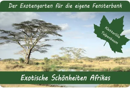 Anzuchtset - Exotische Schönheiten Afrikas