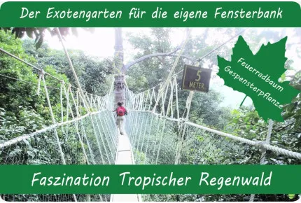 Anzuchtset - Faszination Tropischer Regenwald