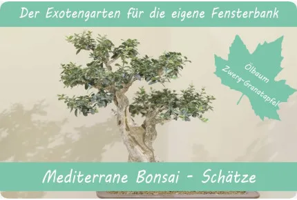 Anzuchtset - Mediterrane Bonsai-Schätze