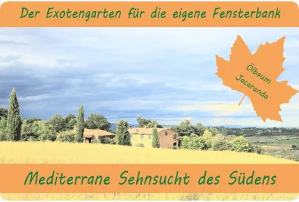 Anzuchtset - Mediterrane Sehnsucht des Südens