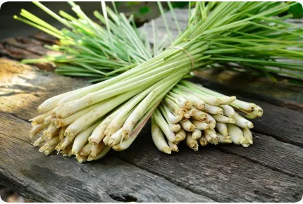 Anzuchtset - Exotischer Gewürzgenuss