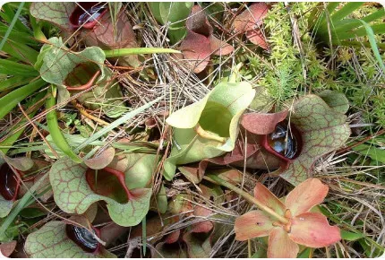 Schlauchpflanze / Kannenpflanze