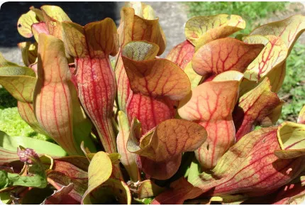 Schlauchpflanze / Kannenpflanze